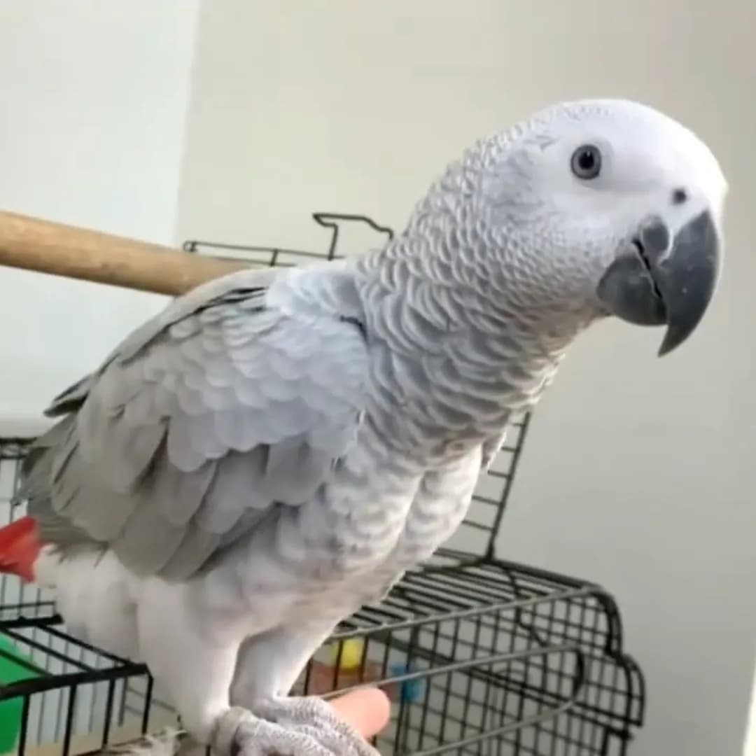 Cockatoo Parrots – Health Guaranteed at Amazing Birds Farm