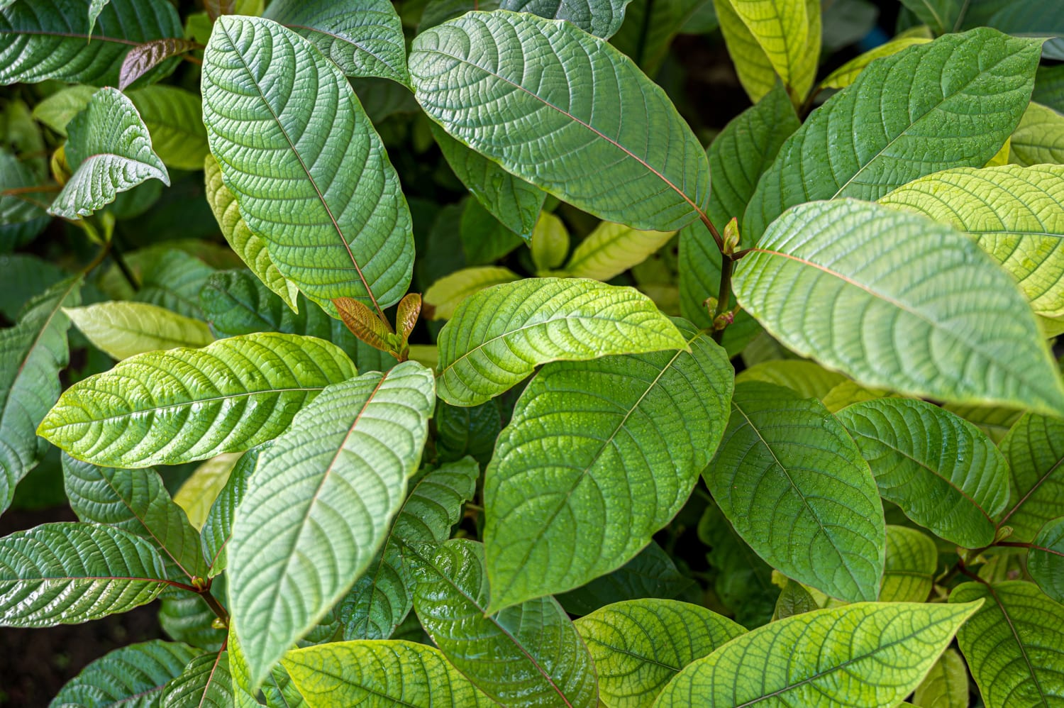 Get Relaxation Delivered: Kratom Tea Delivery Chiang Mai