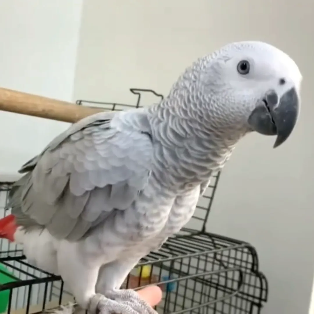Cockatoo Parrots – Health Guaranteed at Amazing Birds Farm