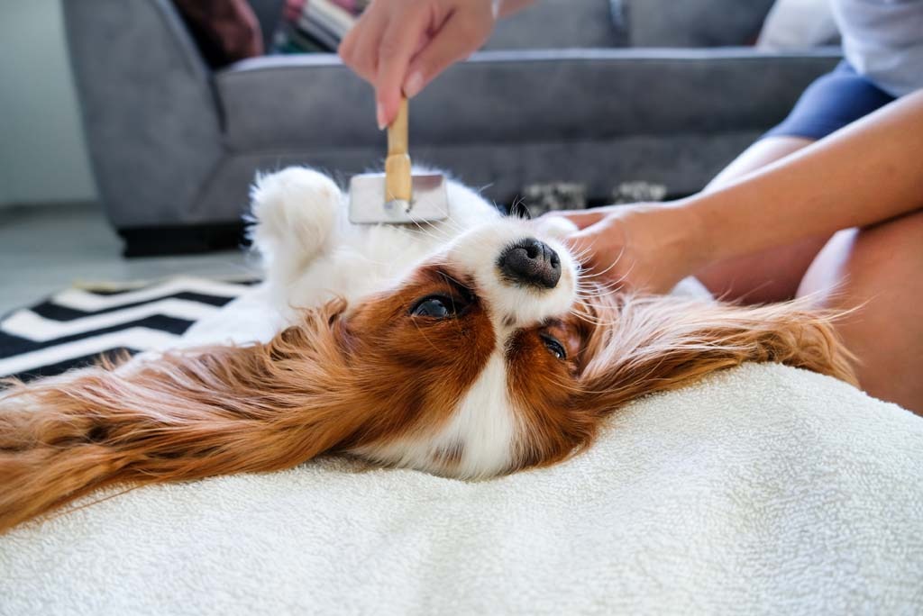 Vet Home Certs: Easy, Quick, Affordable Pet Certificates