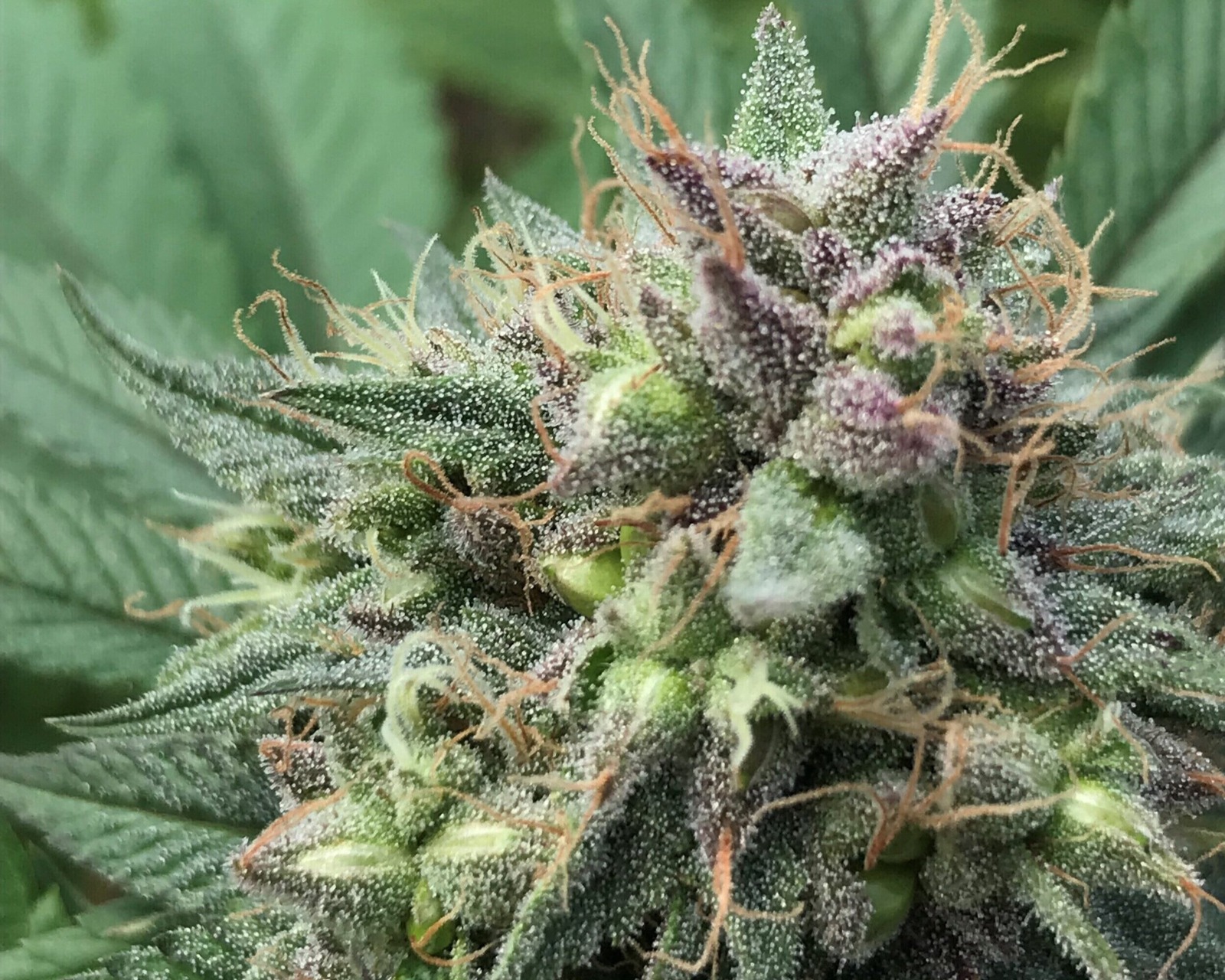 Weed Madrid – Discover Weed Madrid with Clubs Cannabis Madrid