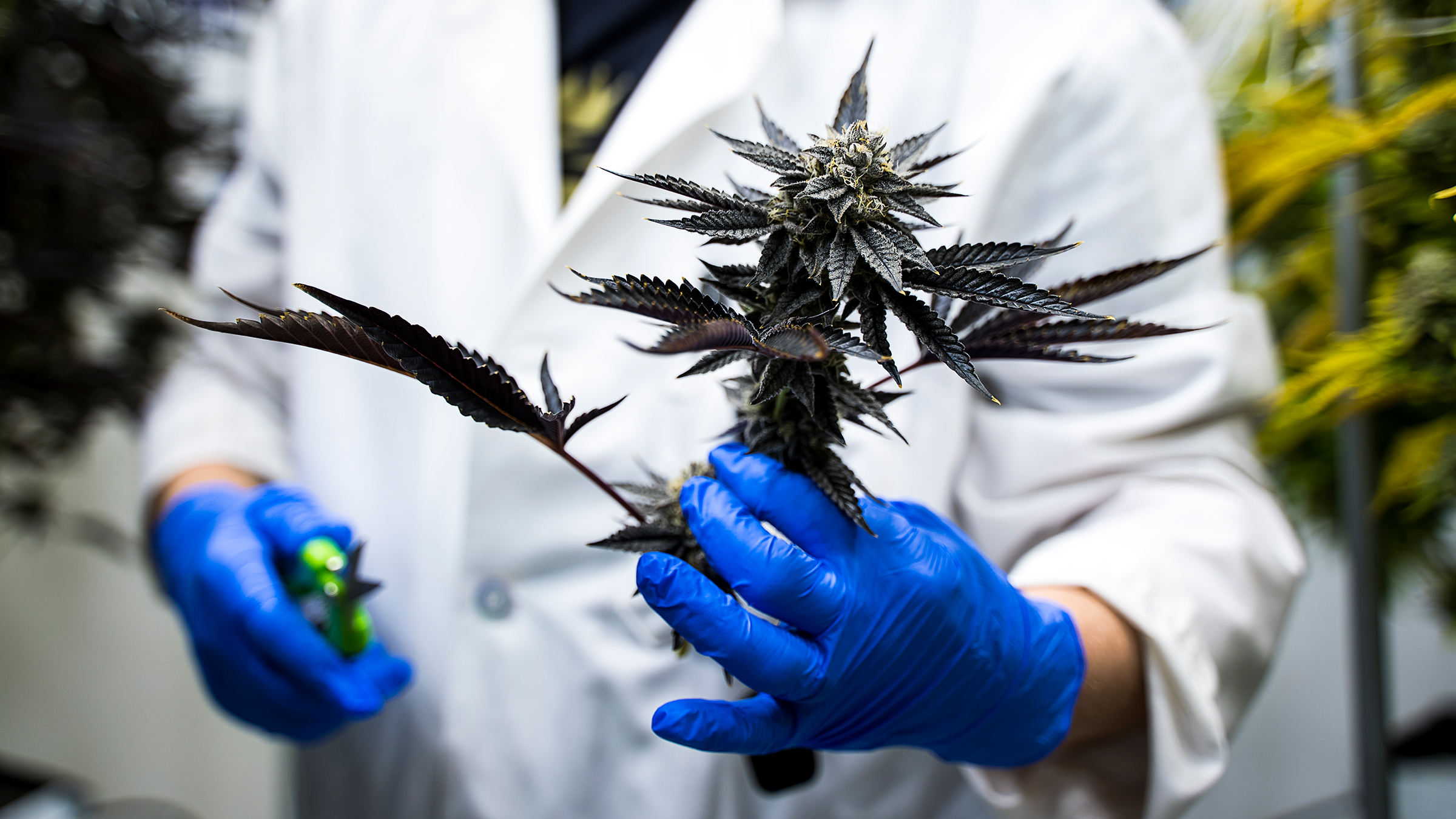 Cannabis club hamburg – Cannabis Social Club Hamburg