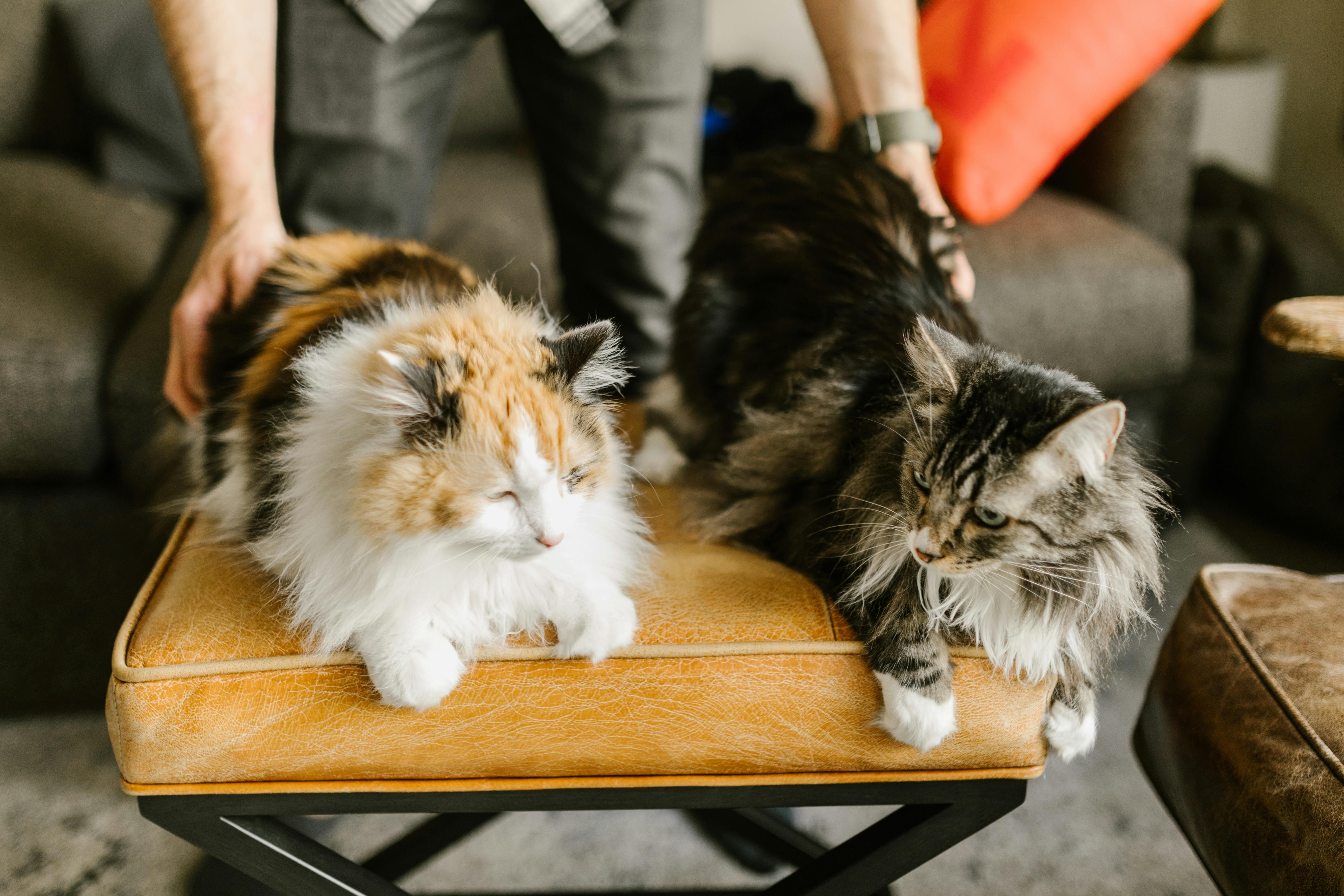 Maine Coon Kittens for Sale in California: Sacramento and Bay Area Access